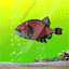 dier-avatar-bewegende-animatie-0267
