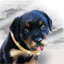 dier-avatar-bewegende-animatie-0272