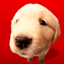 dier-avatar-bewegende-animatie-0295