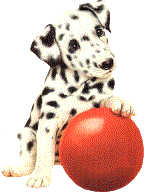 dalmatier-bewegende-animatie-0023