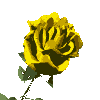 bloem-bewegende-animatie-0100