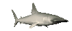 haai-bewegende-animatie-0002