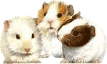 hamster-bewegende-animatie-0091