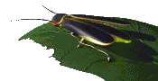 kakkerlak-bewegende-animatie-0008
