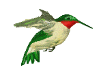 kolibrie-bewegende-animatie-0032