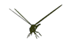 libelle-bewegende-animatie-0005