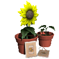 plant-bewegende-animatie-0112