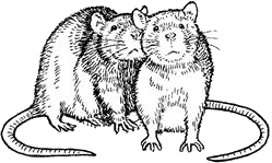 rat-bewegende-animatie-0096