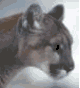 roofdier-bewegende-animatie-0128