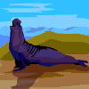 zeehond-bewegende-animatie-0058