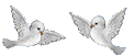 duif-bewegende-animatie-0003