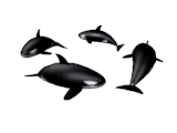 walvis-bewegende-animatie-0026