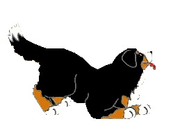 berner-sennen-hond-bewegende-animatie-0040