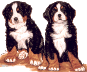 berner-sennen-hond-bewegende-animatie-0108