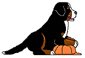 berner-sennen-hond-bewegende-animatie-0161