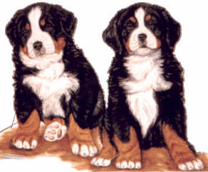 berner-sennen-hond-bewegende-animatie-0163
