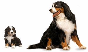 berner-sennen-hond-bewegende-animatie-0165
