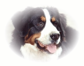 berner-sennen-hond-bewegende-animatie-0204